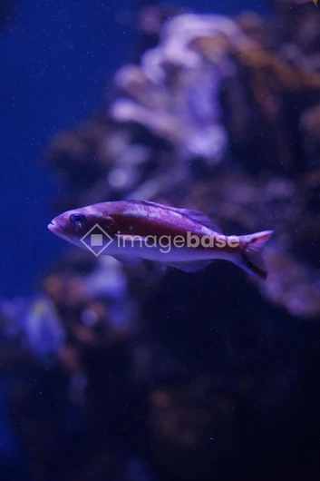 Underwater Elegance