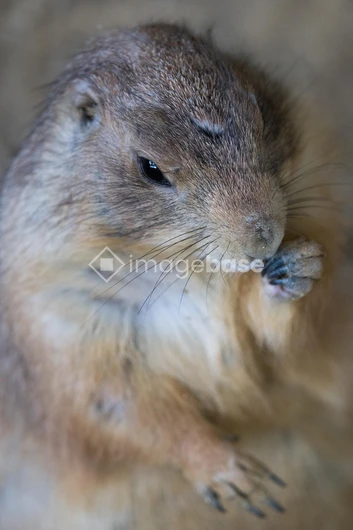 Close-up of a Prairie Dog
