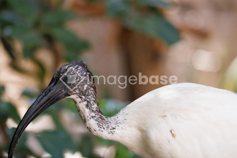 Ibis in Natural Habitat