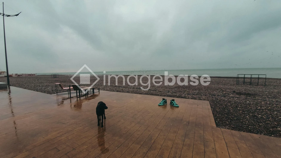 Rainy Beachfront with Dog
