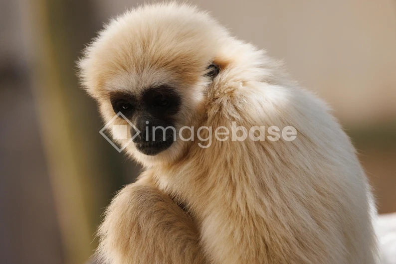 Serene Gibbon Portrait
