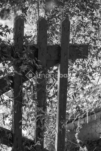 Rustic Fence with Vines