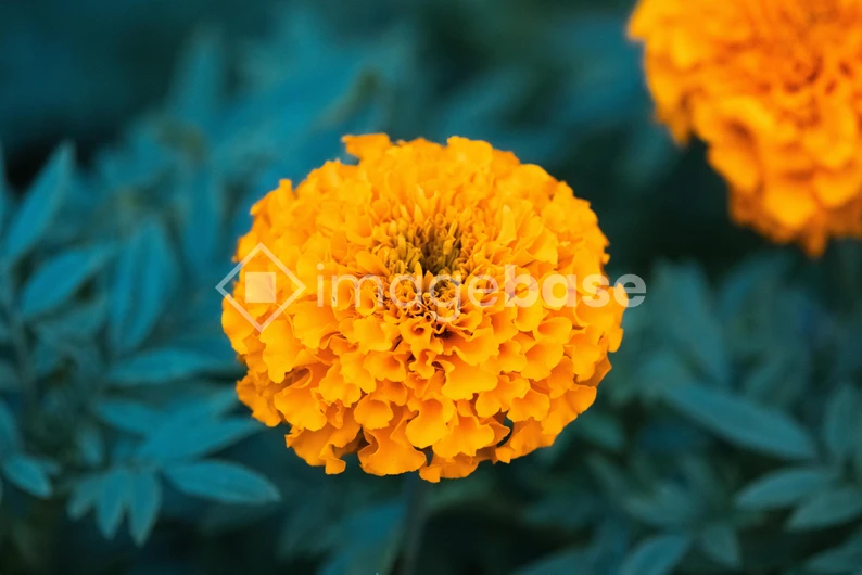 Vibrant Marigold Blossom