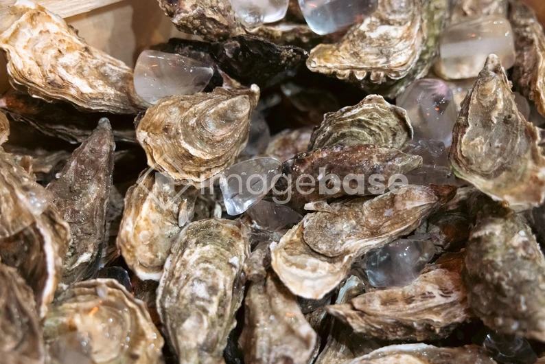 Fresh Oysters on Ice