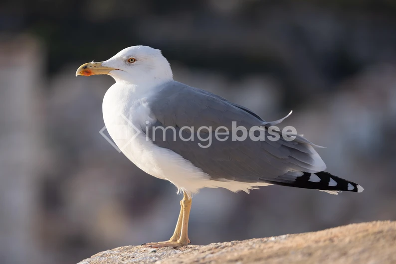 Seagull Perched