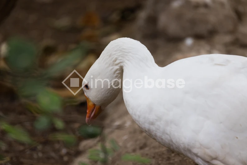 Serene White Goose