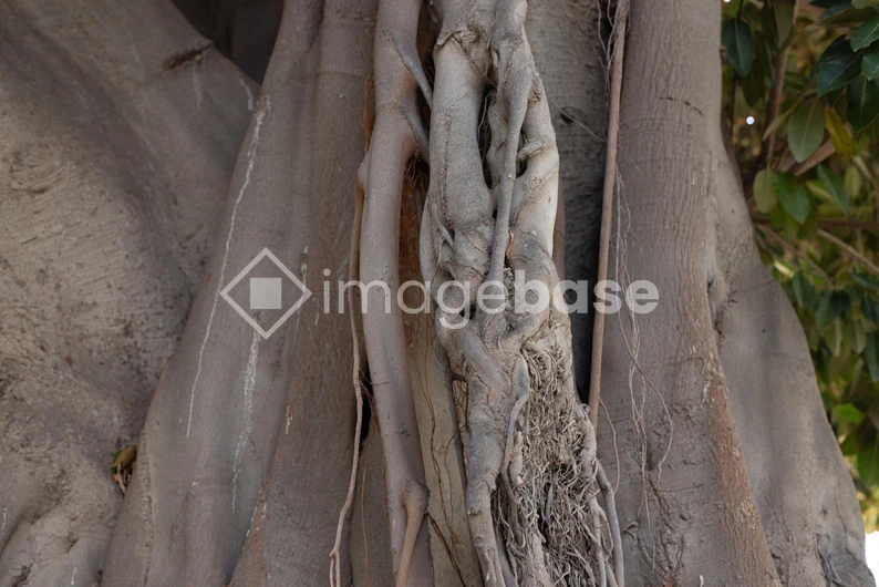 Textured Tree Bark