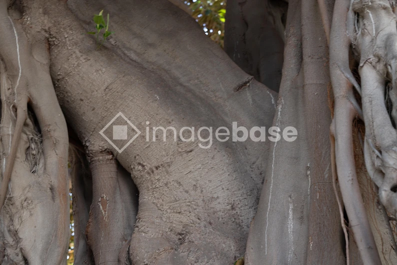 Close-Up of Textured Tree Bark