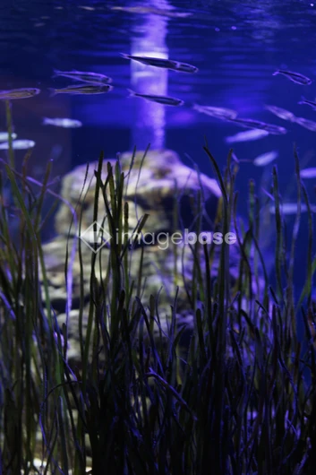 Underwater Tranquility