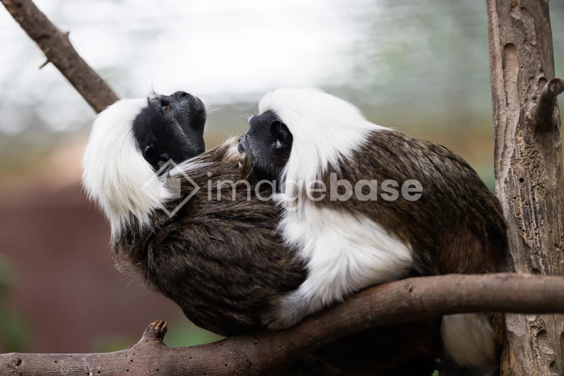 Pair of Monkeys in Their Natural Habitat