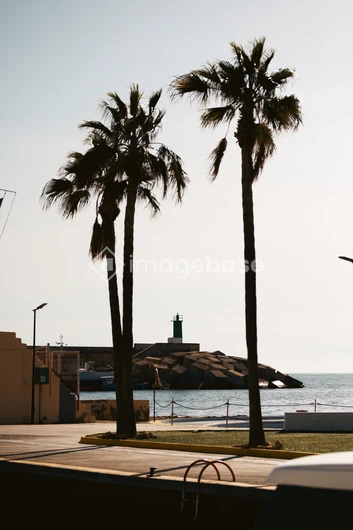 Coastal Palm Trees