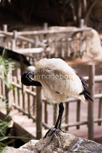 Solitary Bird in Enclosure