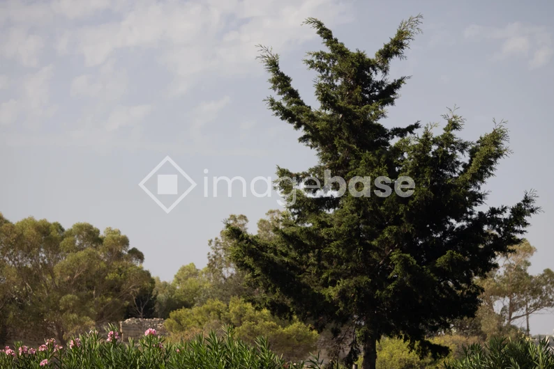 Serene Landscape with Evergreen Tree