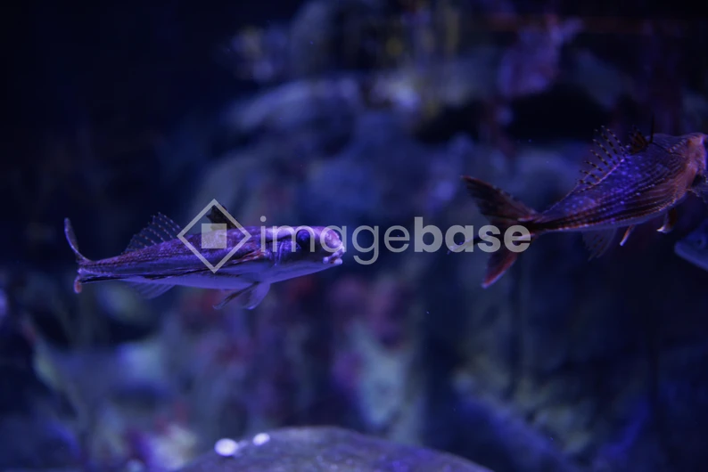 Underwater Marine Observation