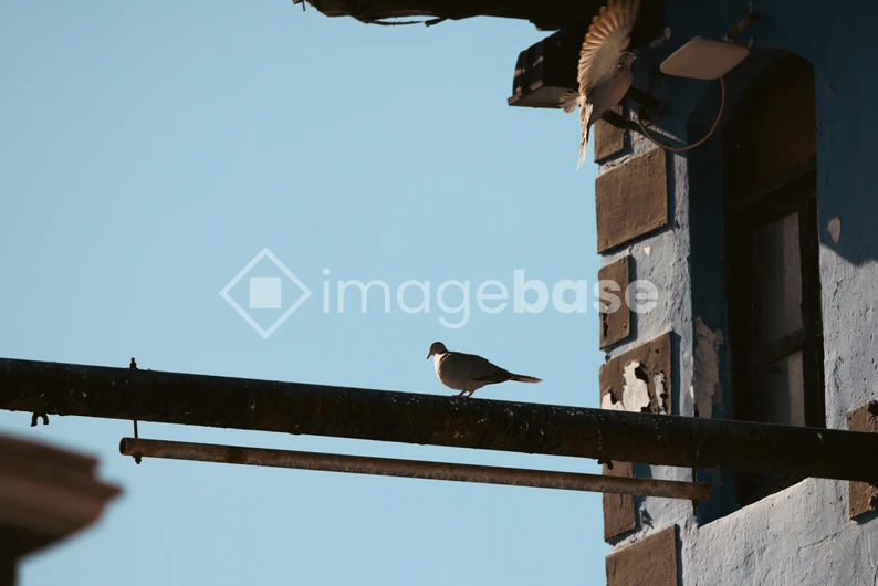 Birds on Urban Structure