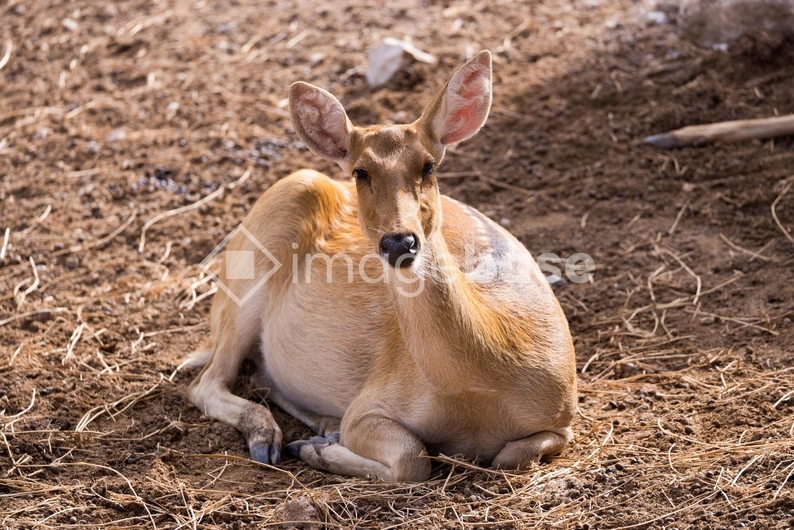 Resting Deer in Natural Habitat