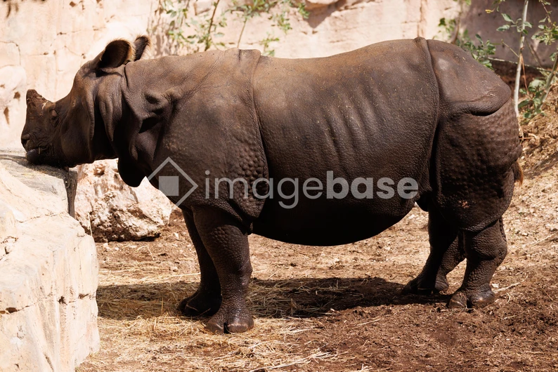 Close-up of a Rhinoceros