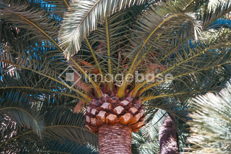 Tropical Palm Close-Up