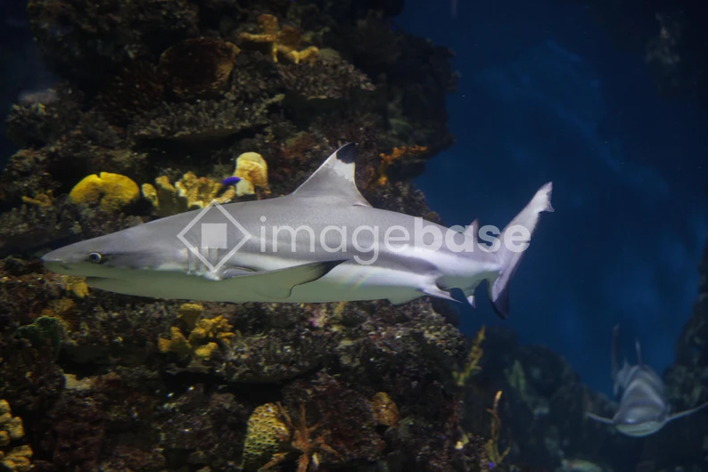 Shark in Underwater Reef