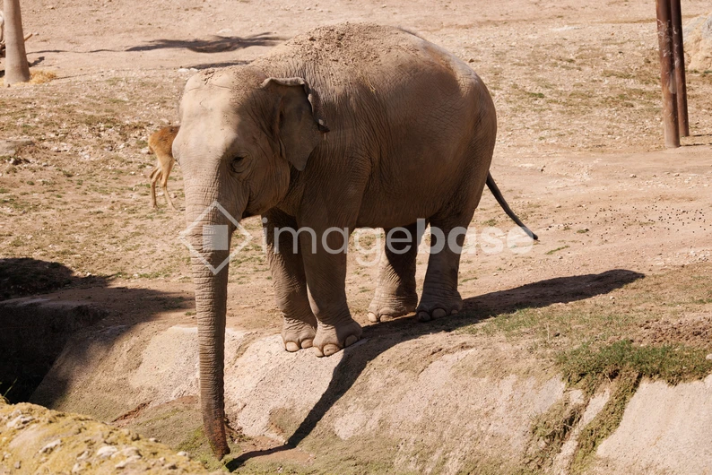 Elephant in Natural Habitat