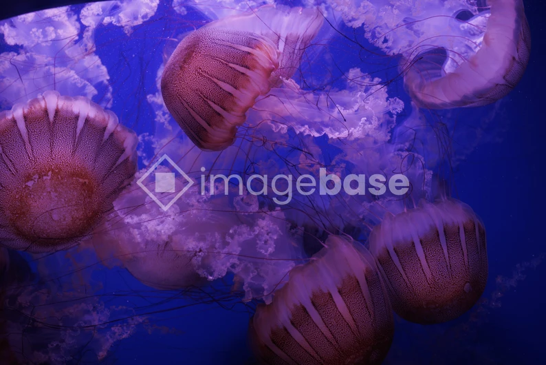Jellyfish in Deep Blue