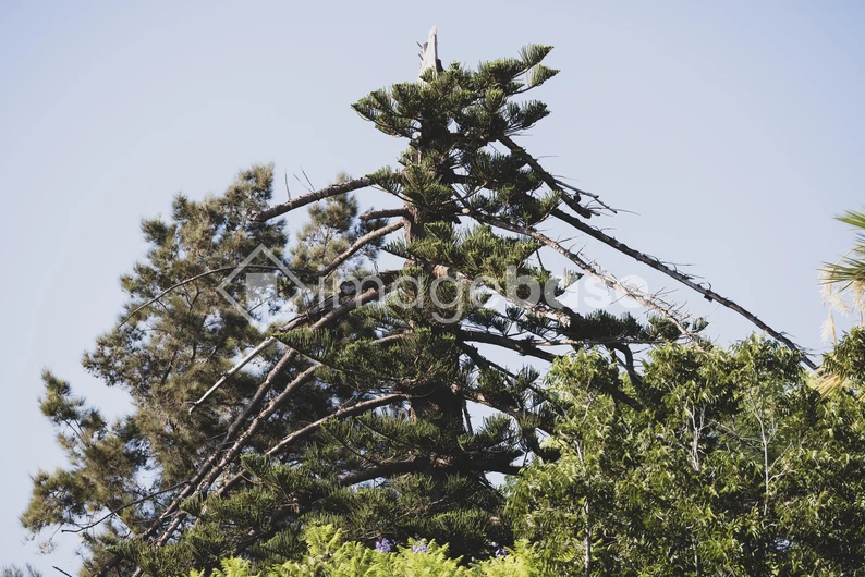 Scenic Pine Tree