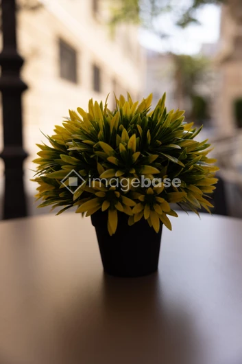 Decorative Plant on a Table