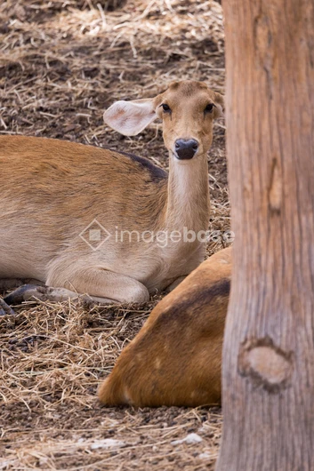 Resting Deer in Natural Habitat