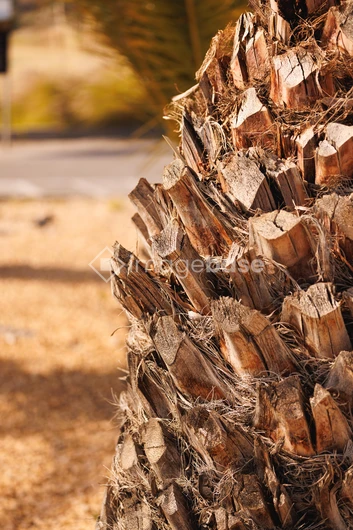 Close-up of Palm Tree Bark