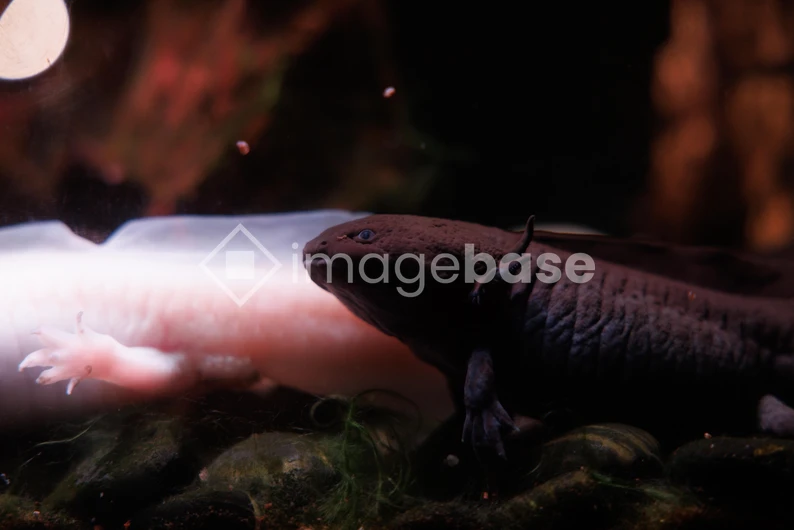 Dark and Light Salamanders