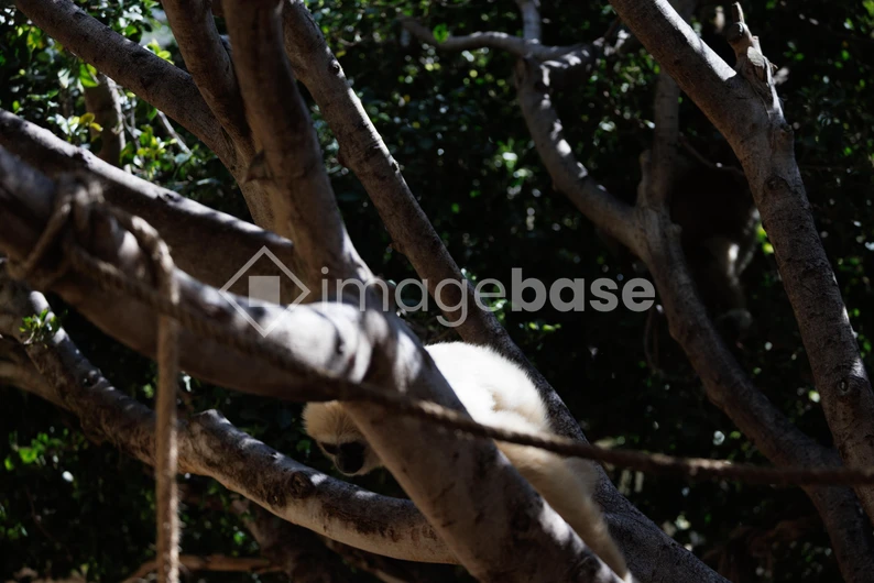 Lemur in Natural Habitat