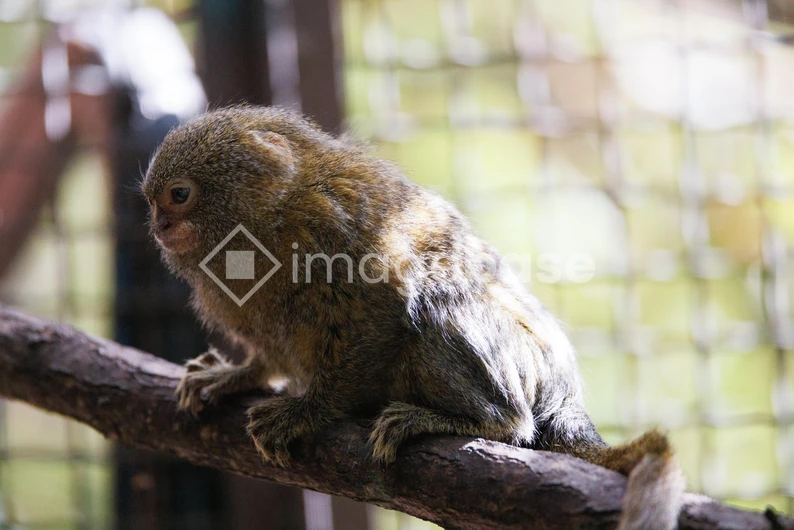 Pygmy Marmoset on a Branch