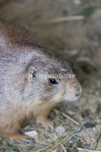 Prairie Dog Portrait