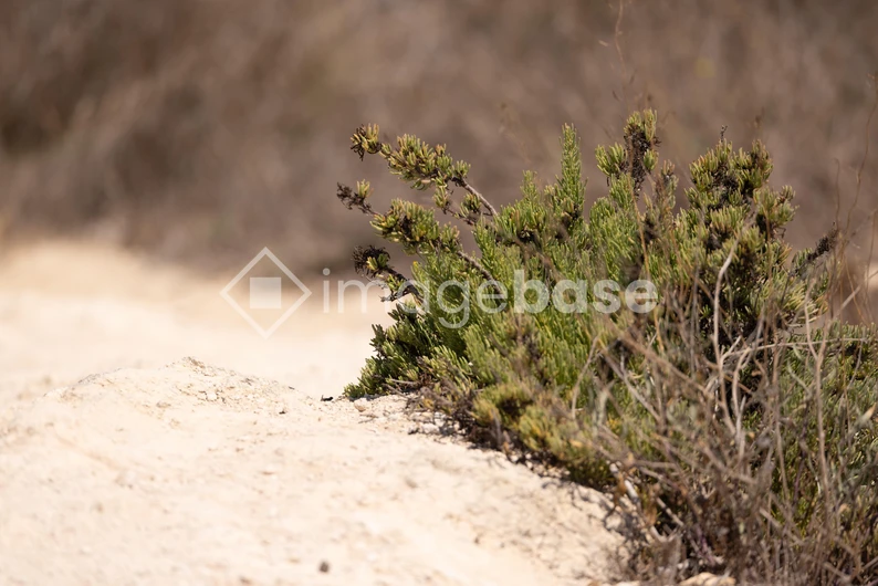 Desert Shrub
