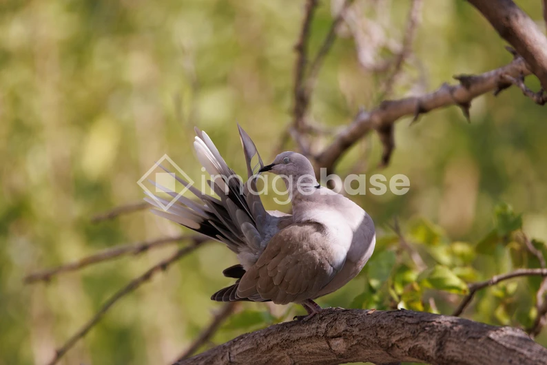 Dove on a Branch