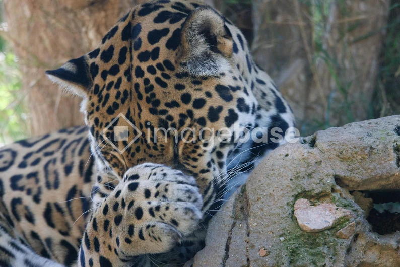 Resting Leopard