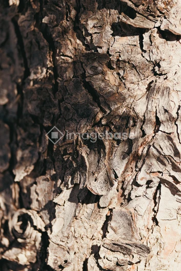 Close-Up of Tree Bark