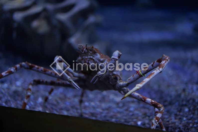 Crab in Aquarium
