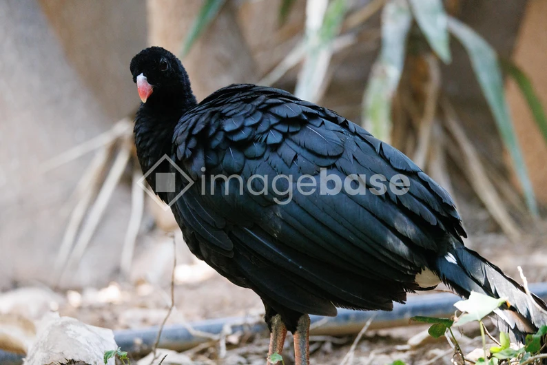 Black Bird in Natural Habitat