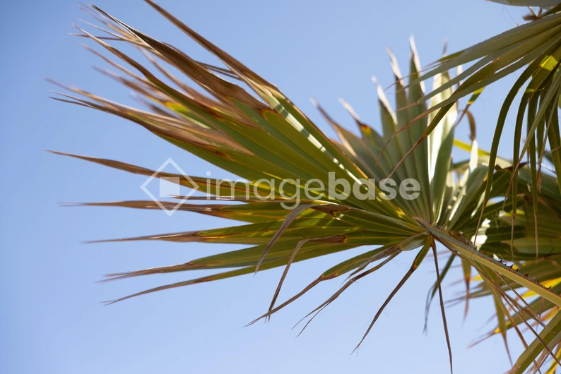 Palm Leaf Against Blue Sky
