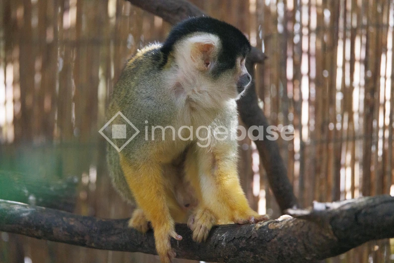 Monkey on a Branch