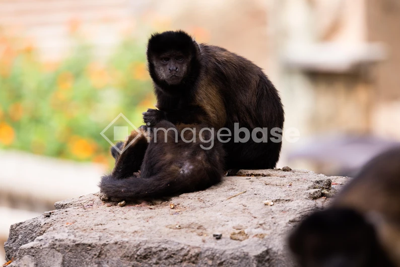 Capuchin Monkeys on Rock