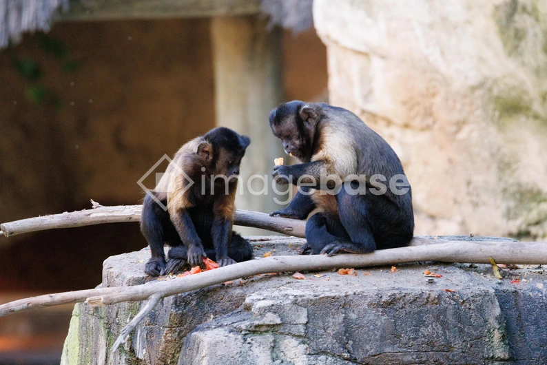 Capuchin Monkeys Engaged on Rock