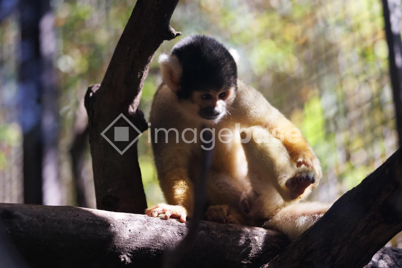 Squirrel Monkey on a Tree