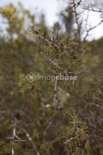 Close-up of Thorny Branches
