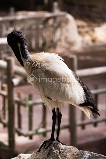 Solitary Bird Perched