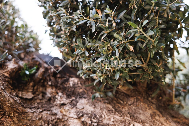 Close-up of Tree Bark and Leaves