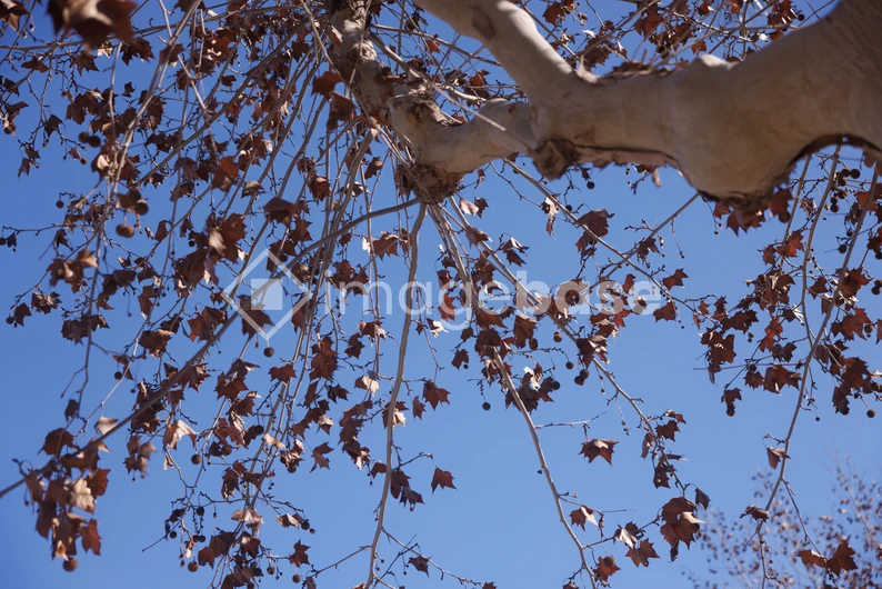 Autumn Leaves Against Blue Sky