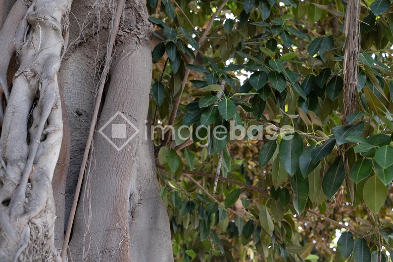 Tree Trunk and Foliage