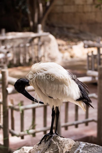 Ibis in a Tranquil Setting